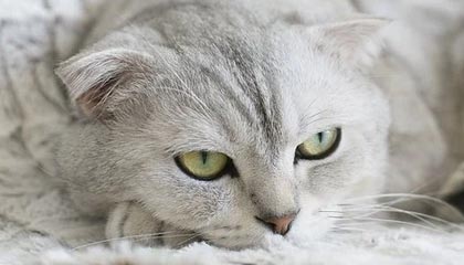 九九热视频免费在线观看:畅享极致观影体验